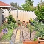 vege-patch vege-patch